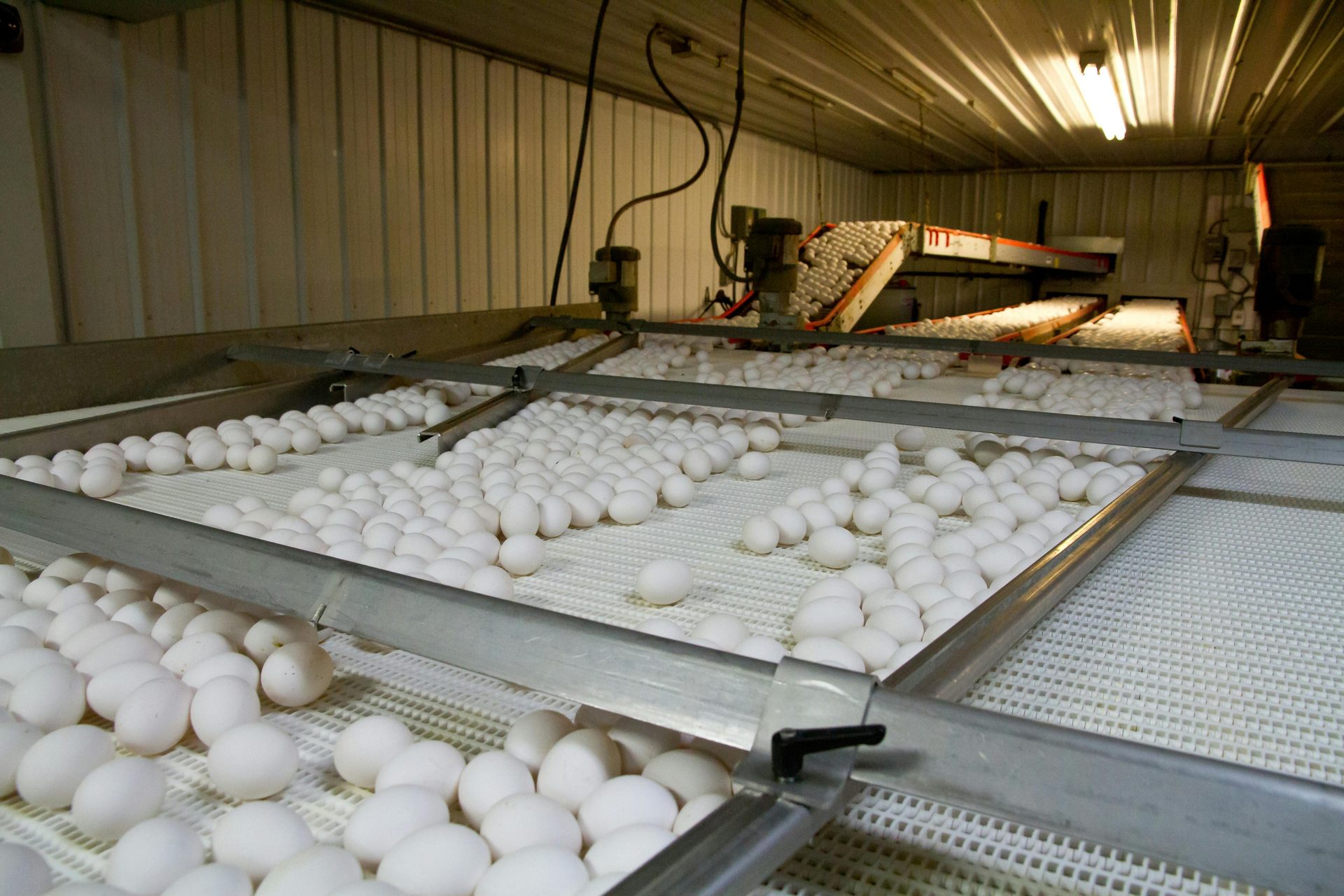 Egg sorting system