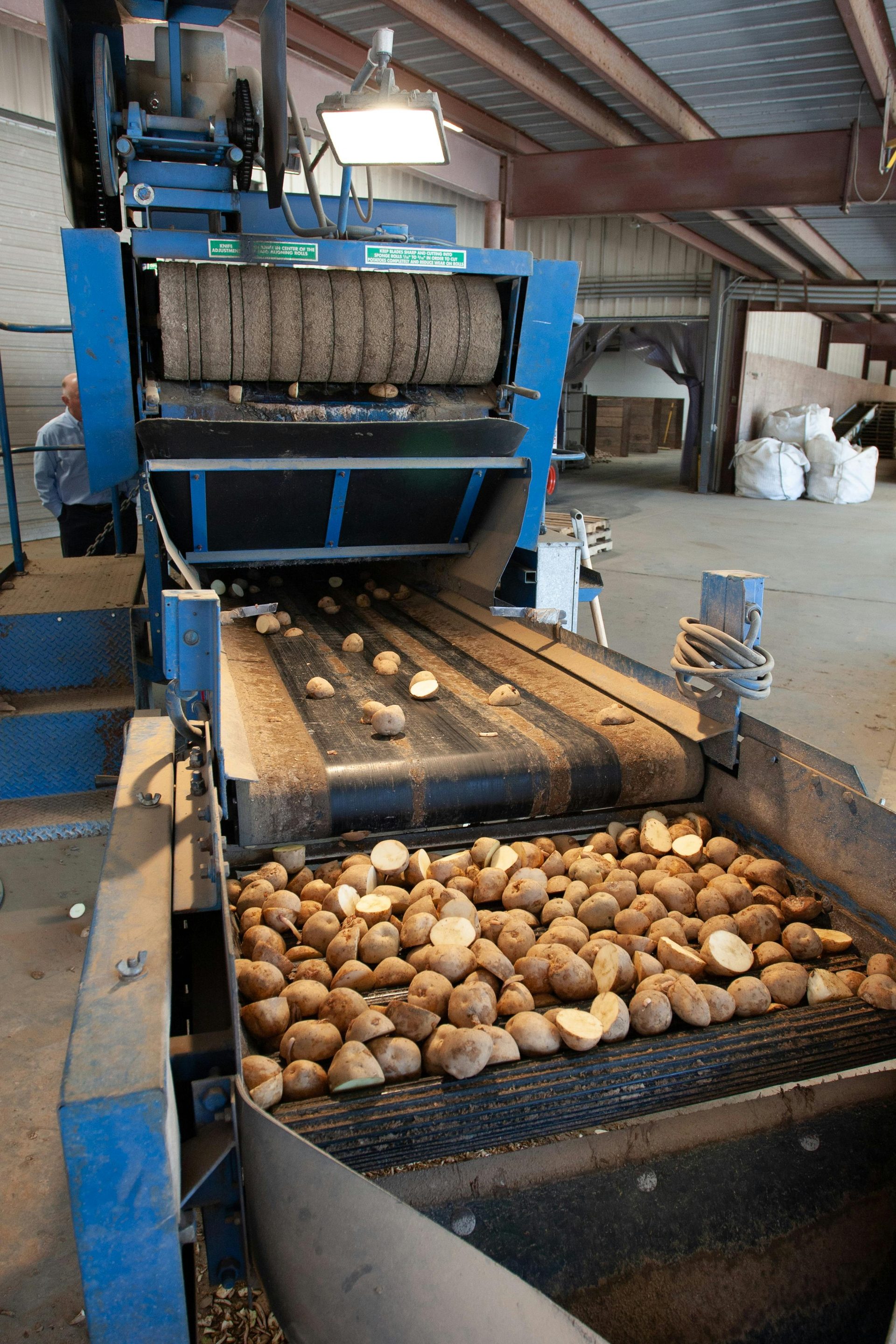 Potato sorting system